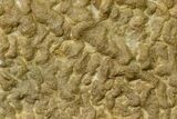 Pennsylvanian, Fossil Microbial Mat - Oklahoma #155969-1